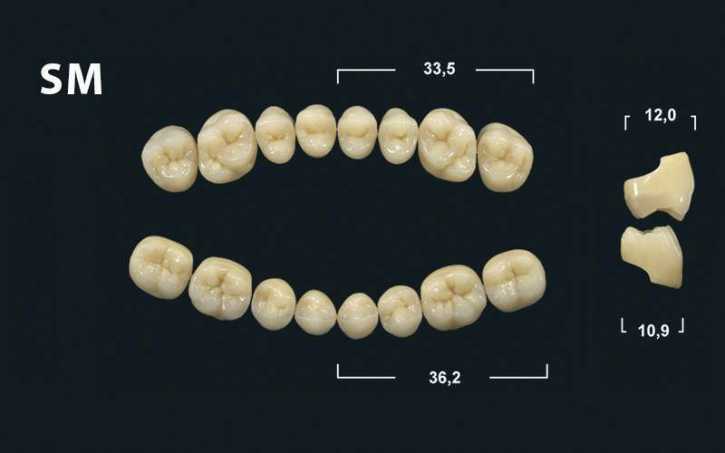 sm denture teeth tribos 501