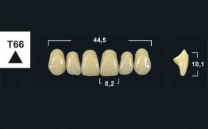 upper anterior denture teeth tribos 501