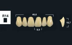 upper anterior denture teeth tribos 501