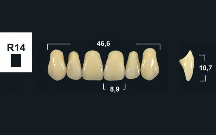 235xx_Frontzaehne_R14_oberkiefer_tribos-501.jpg upper anterior denture teeth tribos 501