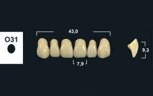 upper anterior denture teeth tribos 501