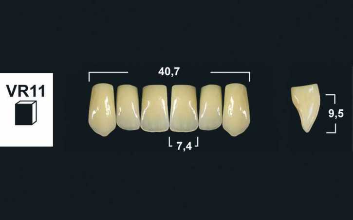 upper anterior denture teeth tribos 501