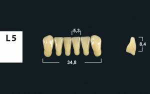 lower anterior denture teeth tribos 501
