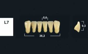 lower anterior denture teeth tribos 501