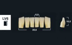 lower anterior denture teeth tribos 501