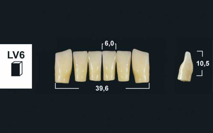 256xx_Frontzaehne_LV6_unterkiefer-tribos-501.jpg lower anterior denture teeth tribos 501