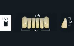 lower anterior denture teeth tribos 501
