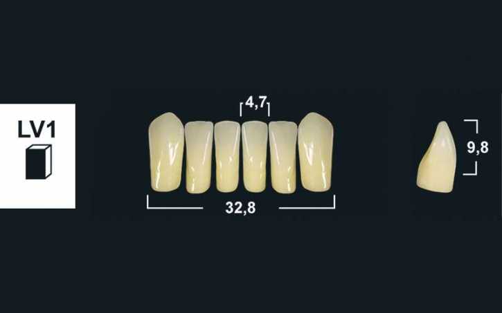 257xx_Frontzaehne_LV1_unterkiefer-tribos-501.jpg lower anterior denture teeth tribos 501