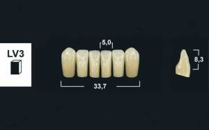 lower anterior denture teeth tribos 501