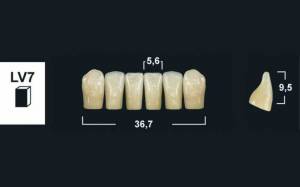 lower anterior denture teeth tribos 501
