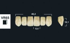upper anterior denture teeth tribos 501